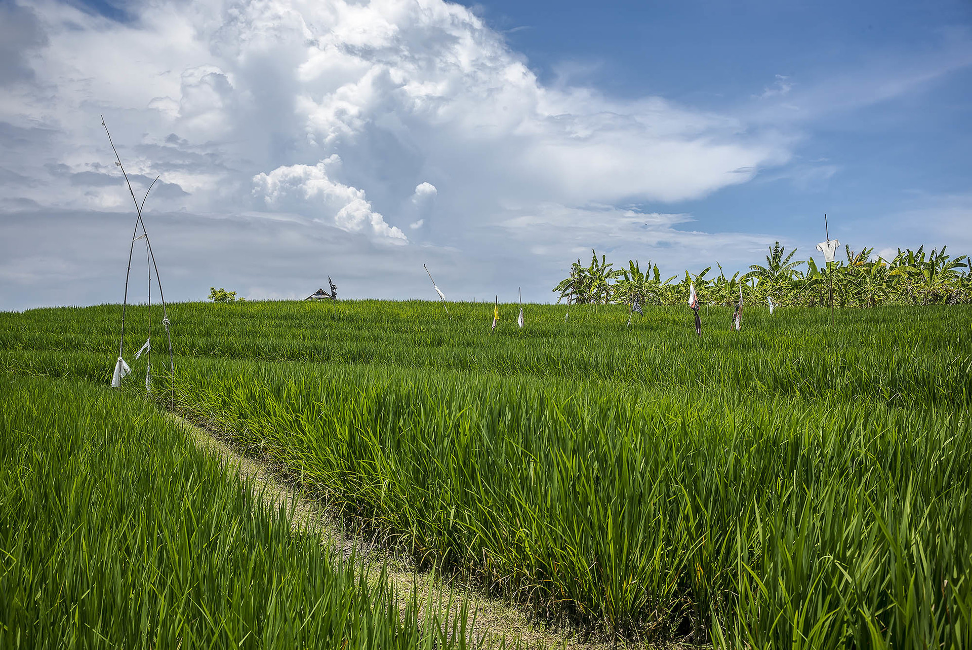 Luxus-Villa-Auszeit mit außergewöhnlichem Personal – 1028