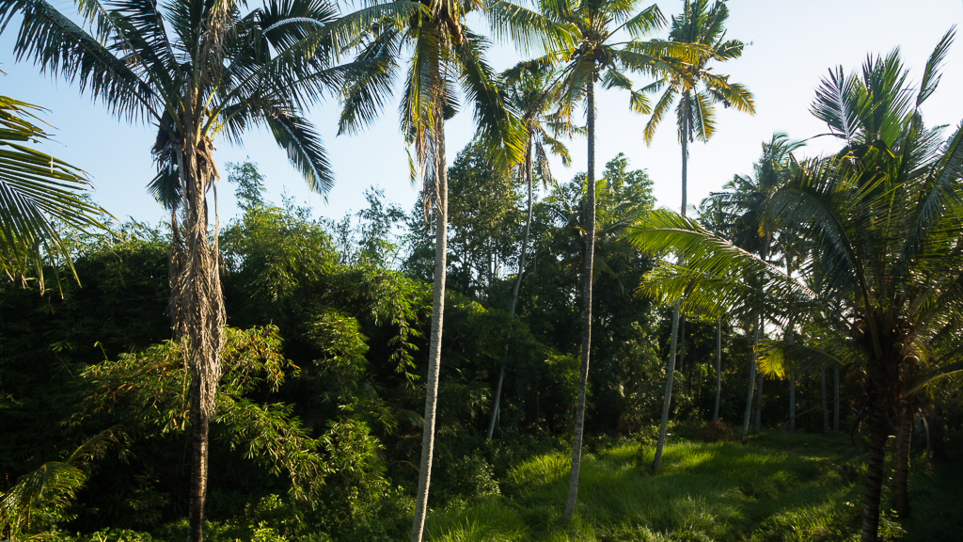 Wunderschöne 5-Sterne-Ferienvilla in erstklassiger Lage in Ubud. Buchen Sie frühzeitig, um Ihre Daten zu sichern, Villa Bali 2036