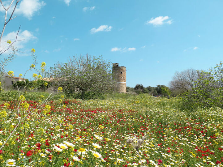 Exquisite Villa in Mallorca,1619