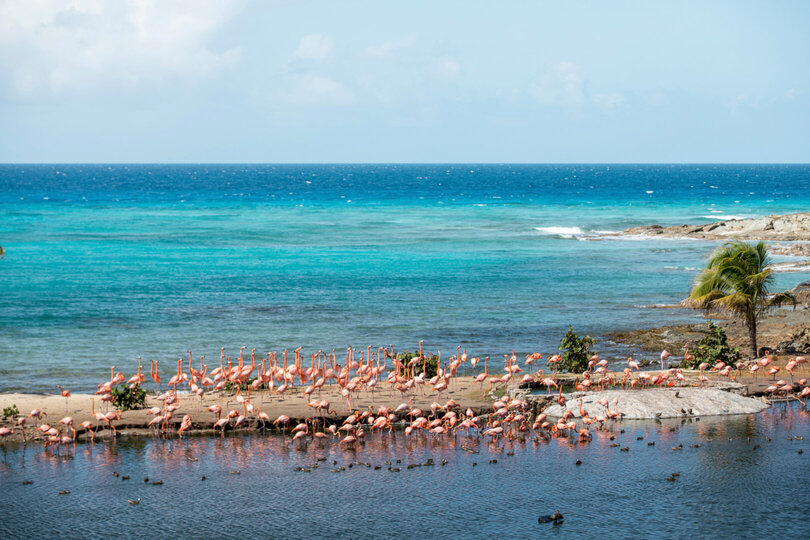 Buchen Sie Necker Island, Ihr eigenes privates Paradies: Exklusiver Zugang zu Necker Island