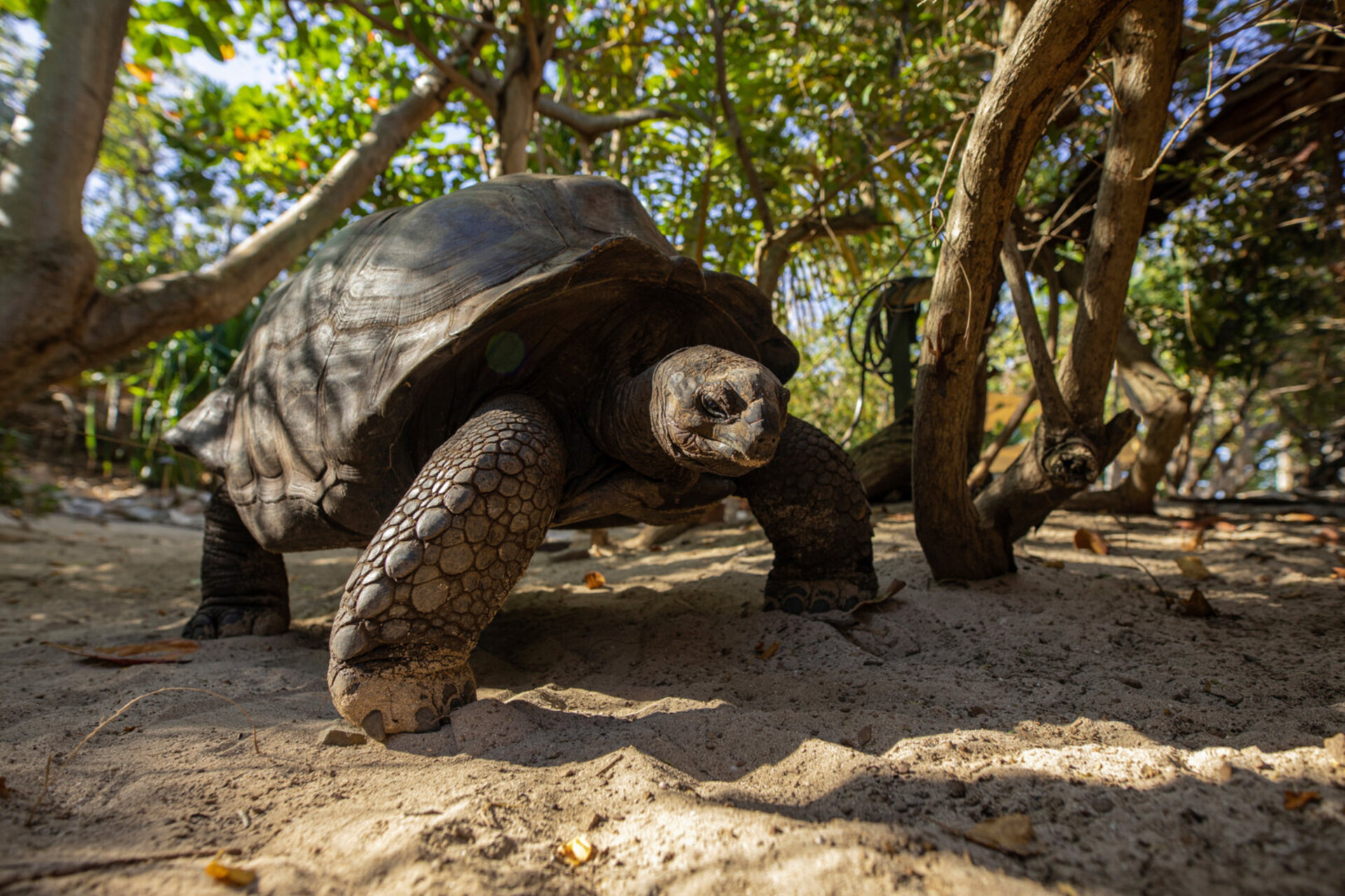 Buchen Sie Necker Island, Ihr eigenes privates Paradies: Exklusiver Zugang zu Necker Island