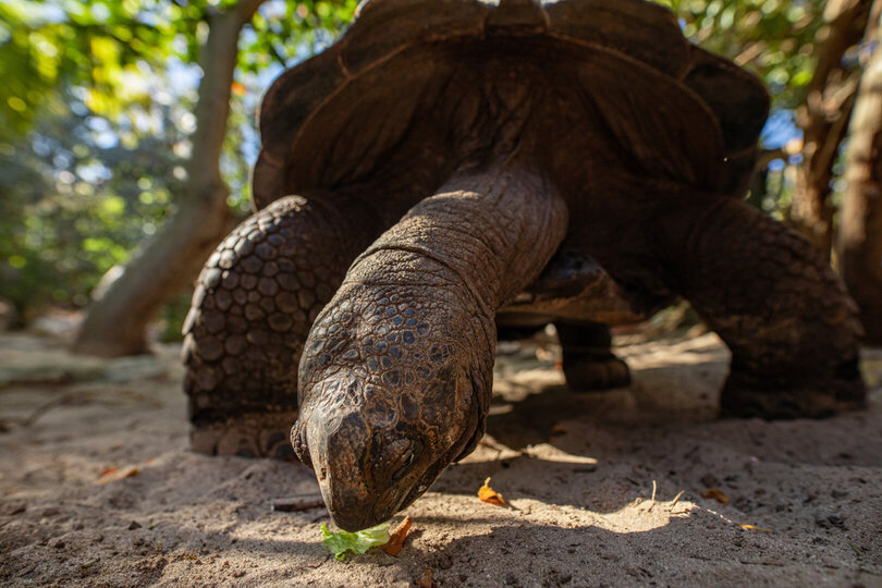 Buchen Sie Necker Island, Ihr eigenes privates Paradies: Exklusiver Zugang zu Necker Island