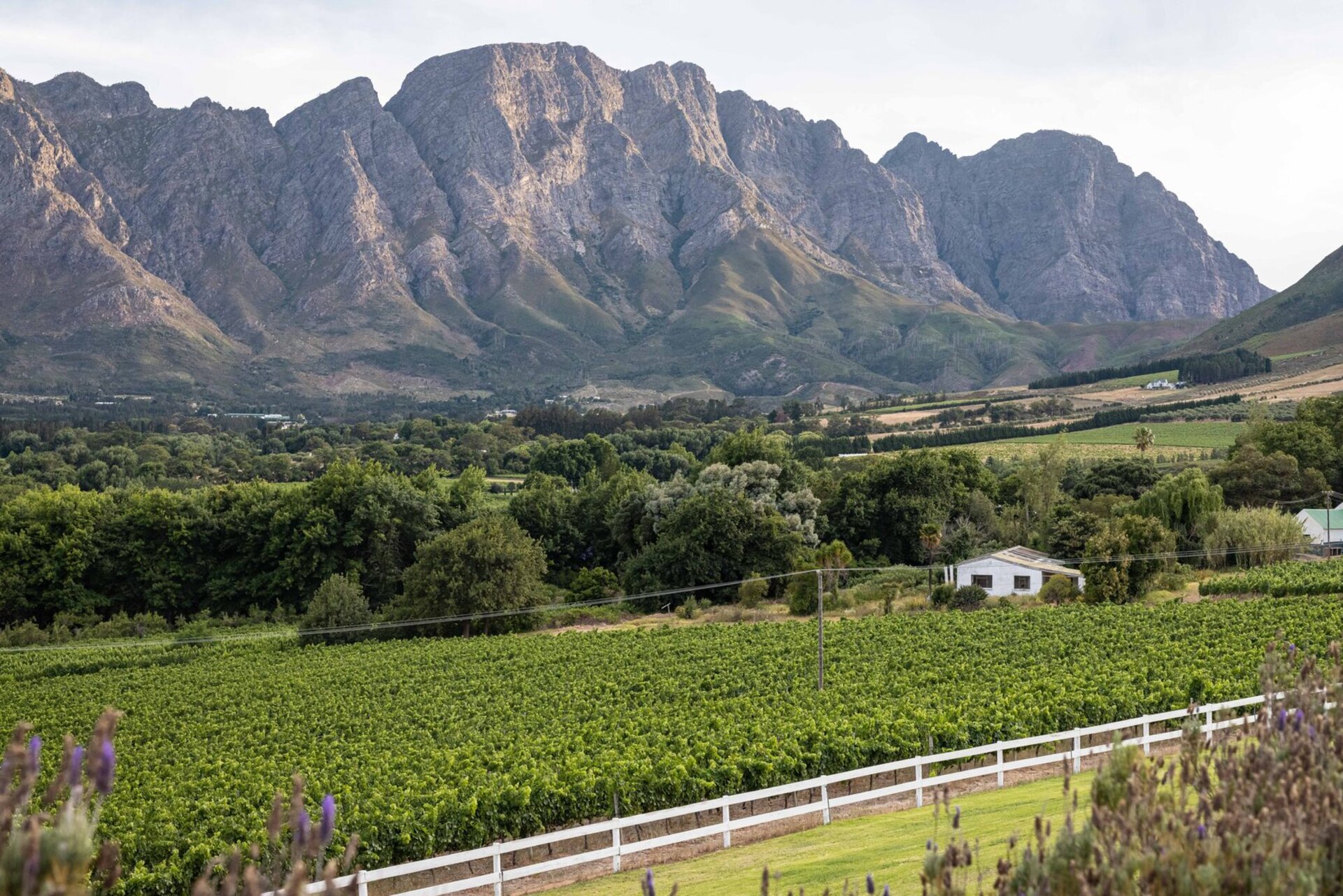 Elegant Pinotage Suites with Vineyard Mountain and Garden Views 1040