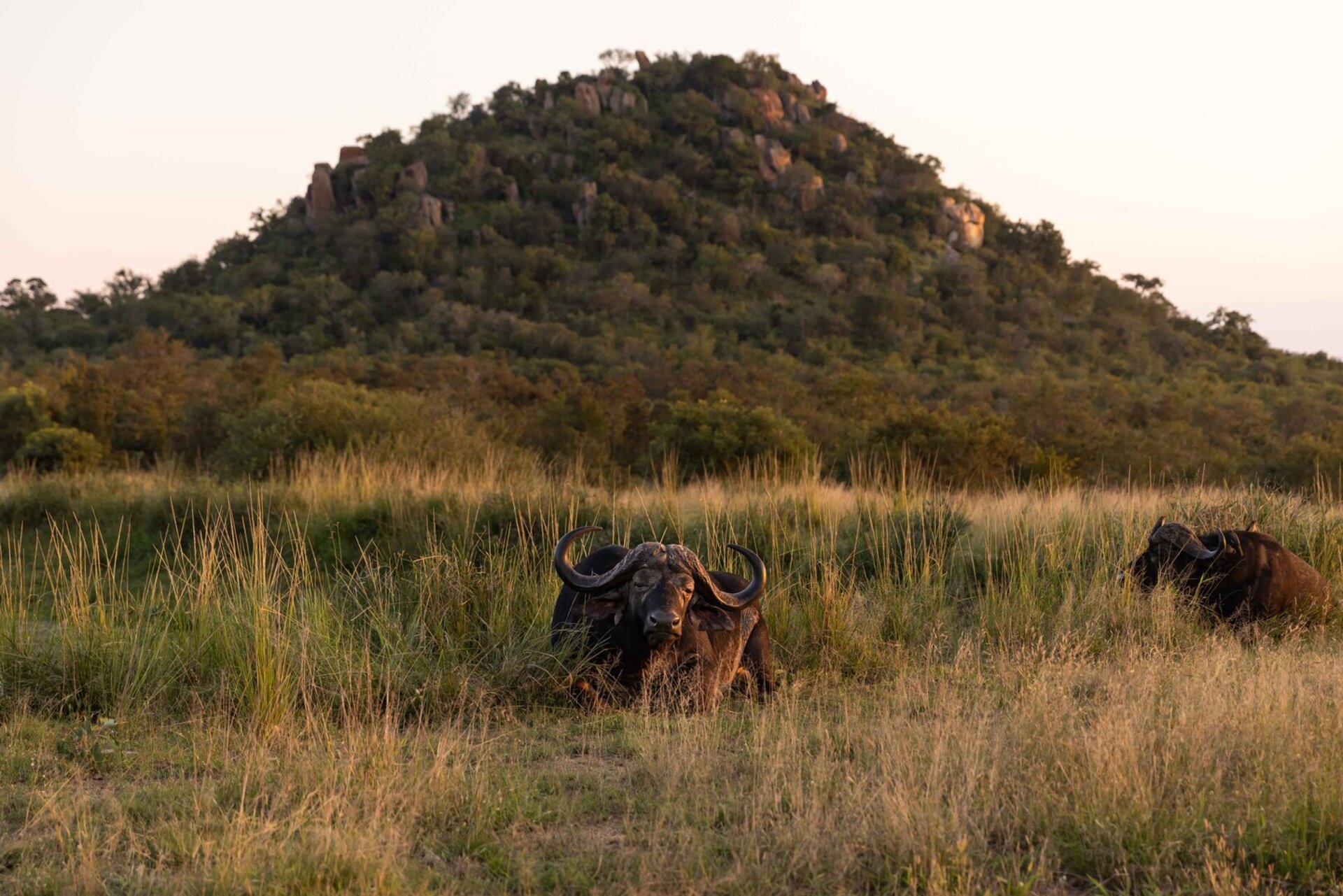 Private Safari Escape 1054