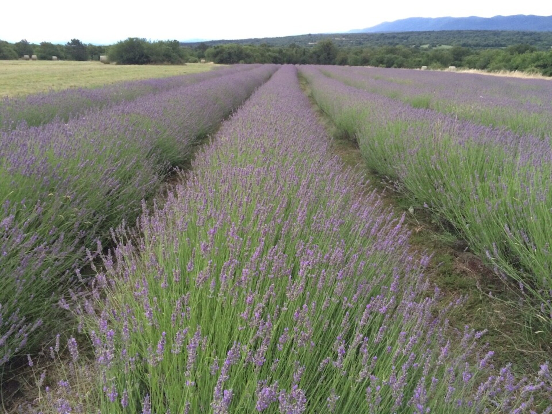 Luxus in perfekter Lage, Sežana Villa 1003