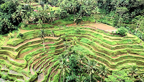 Ubud, Bali – Atemberaubende Reisterrassen
