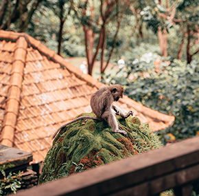 Ubud, Bali – Heiliger Affenwald